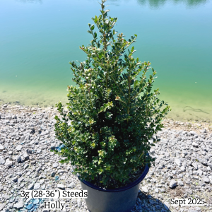 September 2025 3g Steeds Holly Single Website